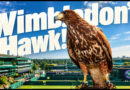 Every Wimbledon early morning for the previous 18 years, an experienced hawk called Rufus has actually been launched to fly over the premises. His just task: frighten pigeons before play starts