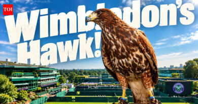 Every Wimbledon early morning for the previous 18 years, an experienced hawk called Rufus has actually been launched to fly over the premises. His just task: frighten pigeons before play starts