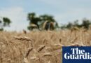 US wheat farmers navigate uncertainty amid drought and geopolitical chaos | US marketplace