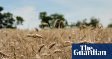 US wheat farmers navigate uncertainty amid drought and geopolitical chaos | US marketplace