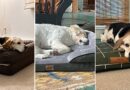 The Best Orthopedic Dog Beds