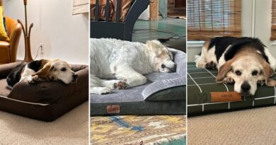 The Best Orthopedic Dog Beds