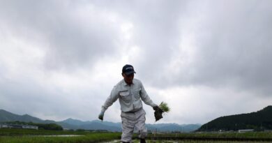 Japan went from a rice scarcity to a rice surplus in two years, attributable to drought, tourism and the U.S.
