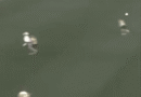 Dönermann with one of many best saves of all time.