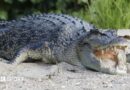 River that’s dwelling to 500 crocodiles chosen to host 2032 Olympic rowing and canoe occasions