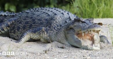 River that’s dwelling to 500 crocodiles chosen to host 2032 Olympic rowing and canoe occasions