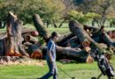 Trump to shut DC golf course for renovations citing ‘illness infested bushes’ regardless of order to halt