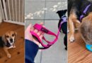 New Dog Checkrecord, Based on Veterinarians and Trainers