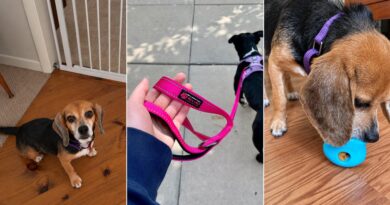 New Dog Checkrecord, Based on Veterinarians and Trainers