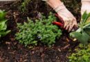 AI, Robots, and Jobs: Why Gardeners Might Nonetheless Be Secure