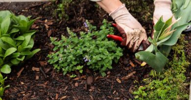 AI, Robots, and Jobs: Why Gardeners Might Nonetheless Be Secure
