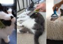 The Best Cat Brushes We Examined for Each Coat Sort