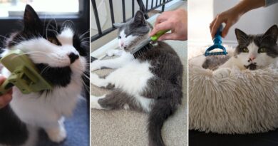 The Best Cat Brushes We Examined for Each Coat Sort