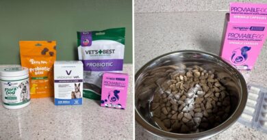 The Best Probiotics for Dogs
