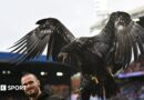 Animal rights group Peta asks Crystal Palace to retire bald eagle mascot