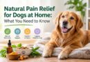 Dog Joint Pain Relief: Natural Cures at Home